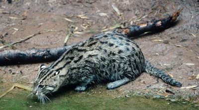 9 Jenis Spesies Kucing Indonesia yang Belum Kamu Ketahui