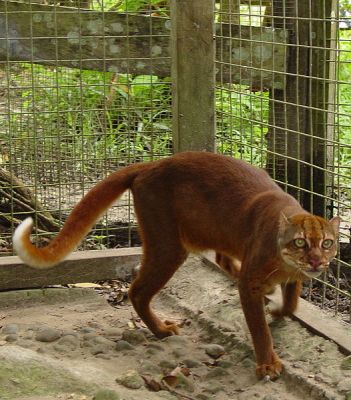 9 Jenis Spesies Kucing Indonesia yang Belum Kamu Ketahui