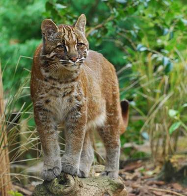 9 Jenis Spesies Kucing Indonesia yang Belum Kamu Ketahui