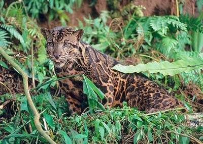 9 Jenis Spesies Kucing Indonesia yang Belum Kamu Ketahui