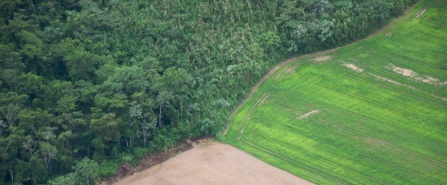 hutan dan emisi karbon