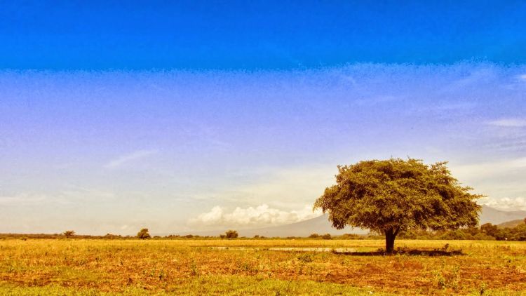 The Lonely Tree, lansekap khas Taman Nasional Baluran