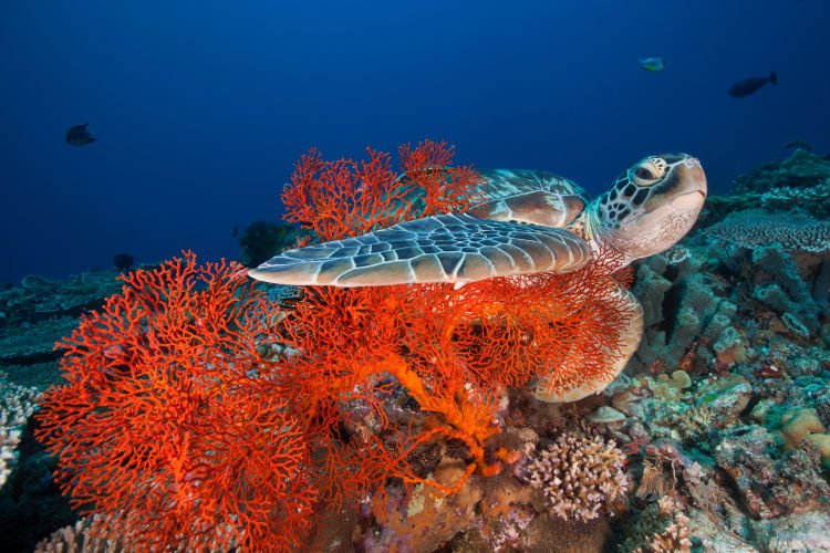 penyu di gili 