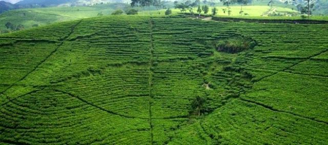 Kebun Teh Kemuning