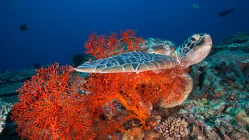 10 Gili dengan Pemandangan Bawah Laut yang Memukau Para Pecinta Snorkeling! Mana Favoritmu, Travelers?