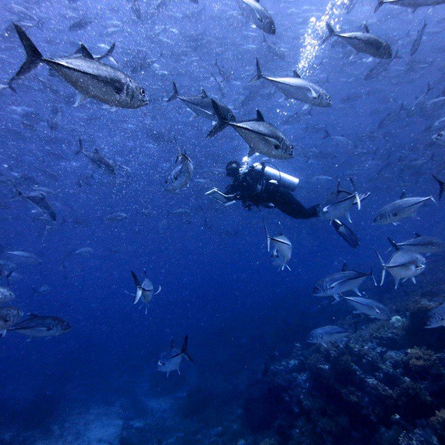 Keindahan bawah laut.