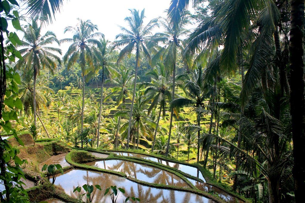 Cuma Punya Satu Hari Di Ubud? Kamu Masih Bisa Mampir di Tempat-Tempat Keren Ini!