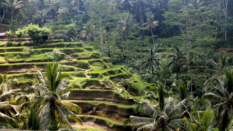 Cuma Punya Satu Hari Di Ubud? Kamu Masih Bisa Mampir di Tempat-Tempat Keren Ini!