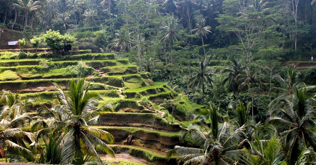 Cuma Punya Satu Hari Di Ubud? Kamu Masih Bisa Mampir di Tempat-Tempat Keren Ini!