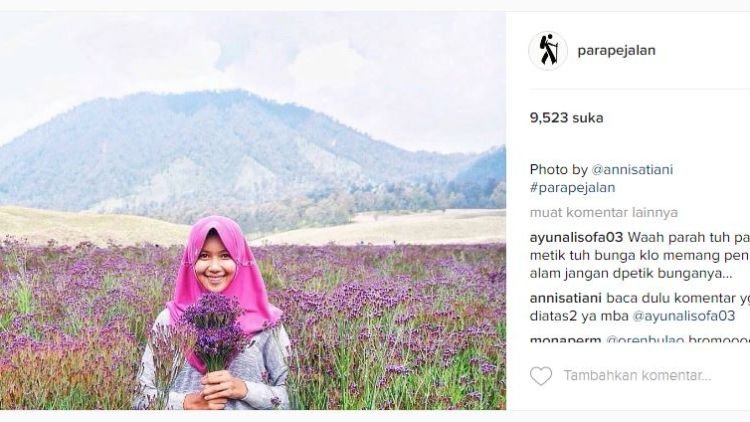 Dikira Lavender, Eh Ternyata Verbena. Tanaman Indah di Semeru yang Boleh Kamu Petik Sepuasnya!