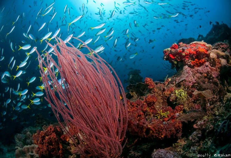 Biota laut pulau