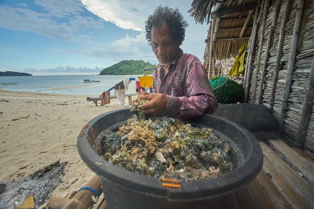 Seorang yang memilah rumput laut kering.