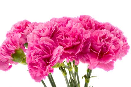 Bunga Anyelir (Carnation)