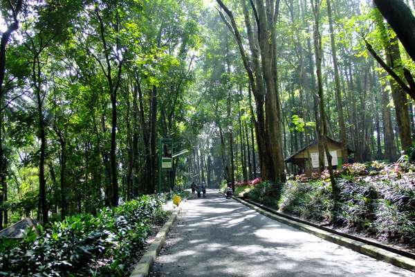 Hutan Jombang di Ciputat