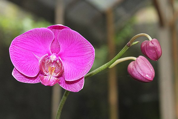 A Heart of An Orchid – Hati Sepotong Anggrek