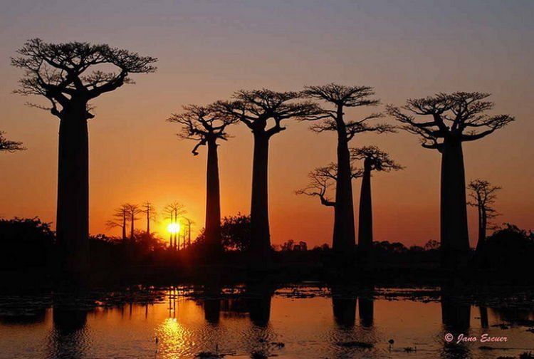 Senja di hutan Baobab...