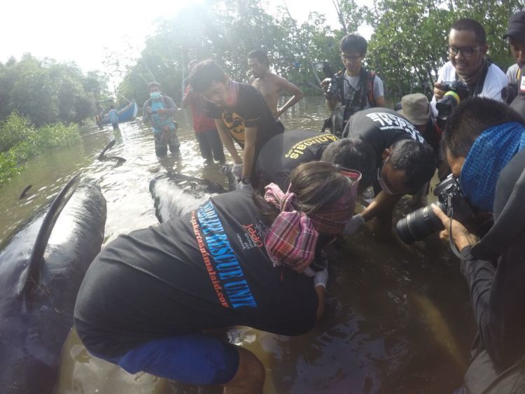 Bahu membahu menyelamatkan kawanan Paus Pilot.