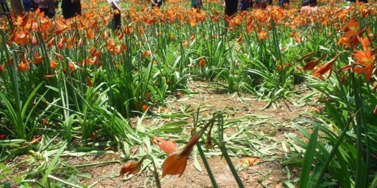 hamparan bunga amaryllis rusak terinjak-injak pengunjung