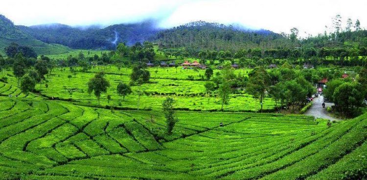 Coba bayangin kalo kamu sama dia di tengah sana