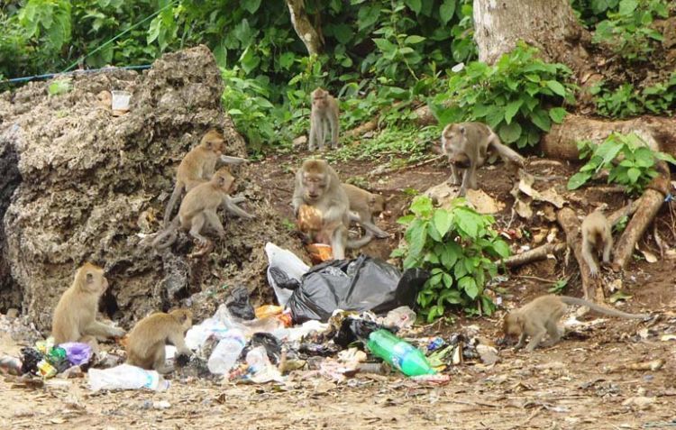 Pulai Sempu jadi bank sampah