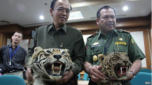 Kulit harimau dan macan tutul diperdagangkan via online.