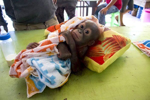 Didik, bayi orangutan yang menjadi korban penembakan.