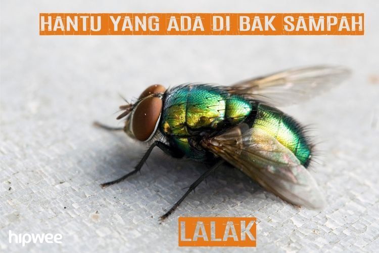 lalat itu mah