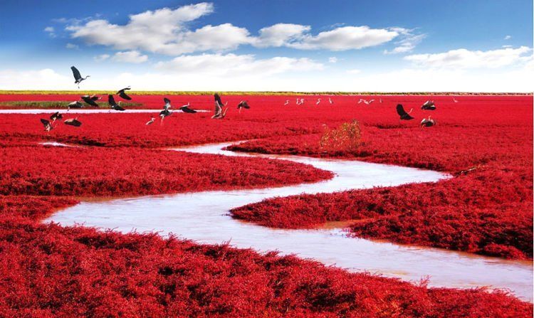 Red Beach, Panjin.