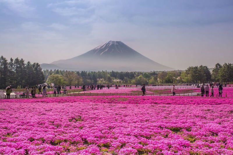 25 Potret Keindahan Negeri Sakura Jepang yang Bikin Nggak Bisa Berhenti Orgasme Mata…