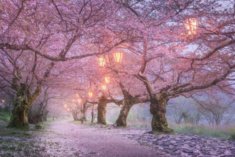 Sakura dan cahaya lampu 