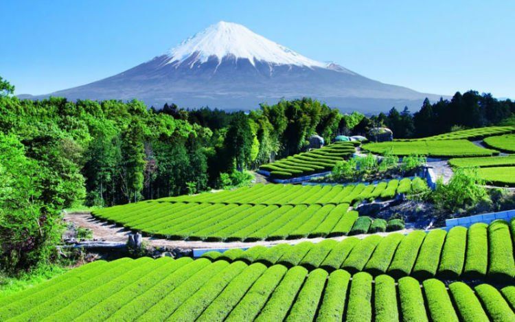 25 Potret Keindahan Negeri Sakura Jepang yang Bikin Nggak 