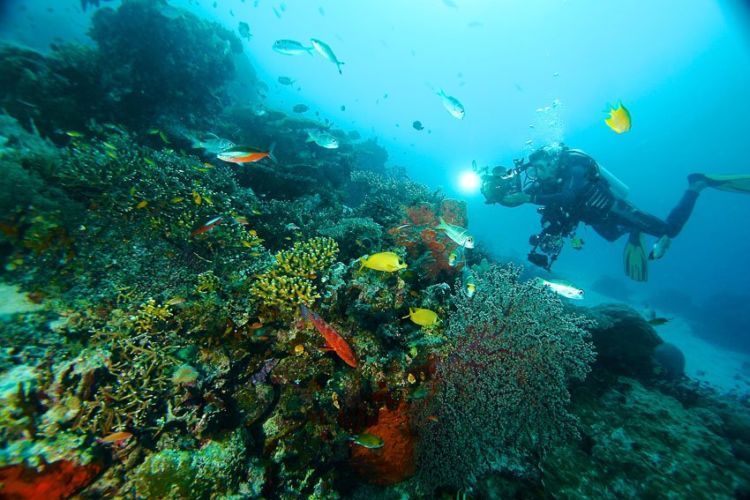 Terumbu Karang di Raja Ampat Seluas 1.600 Meter Persegi Dihantam Kapal Raksasa. Hancur Sudah, Hancur....