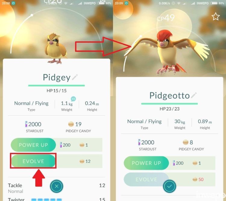 Pidgetto!