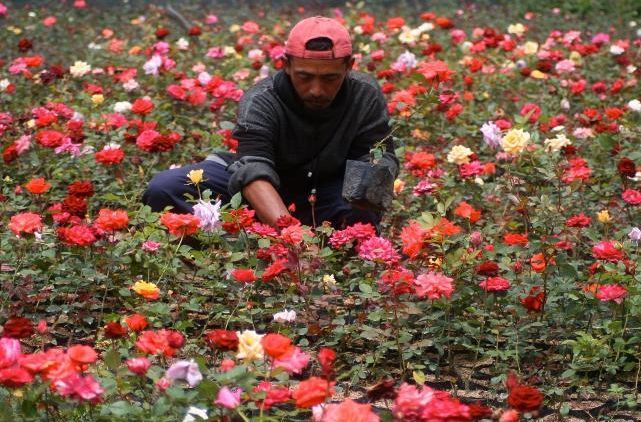 Yuk, Berkunjung ke Desa Sidomulyo! Desa Bunga yang Bikin Hatimu Berbunga-bunga