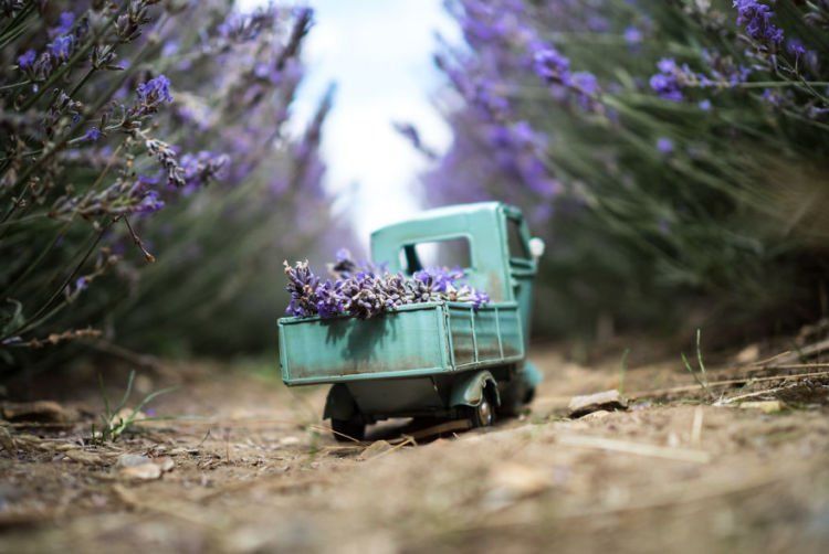 yang nggak tahu pasti ngira lavendernya yang raksasa