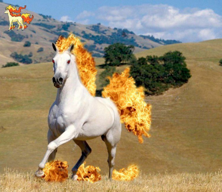 rapidash