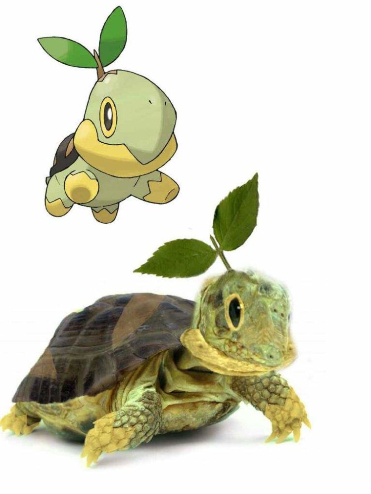 turtwig