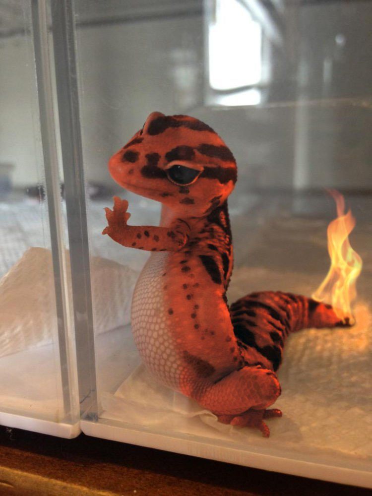 charmander lucu!