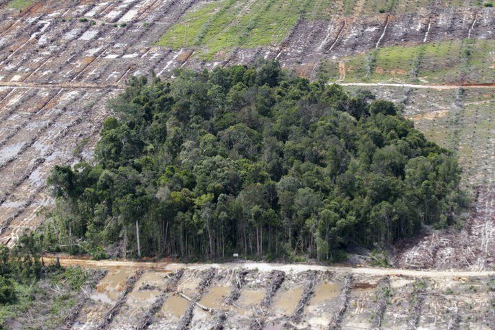 Wajah hutan Indonesia...