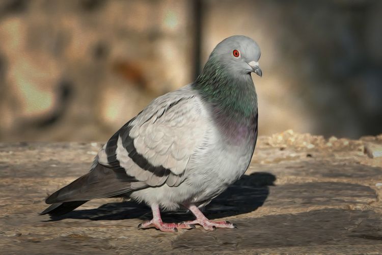 Kakinya kayak kaki burung merpati?