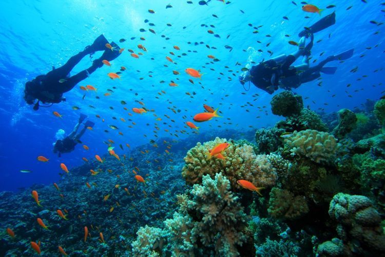 Keindahan bawah laut Komodo memang sempurna