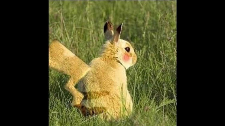 pikachuu!!