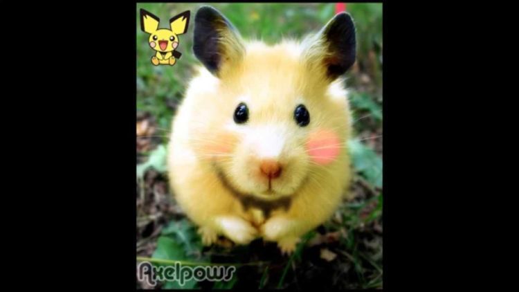 pichu!