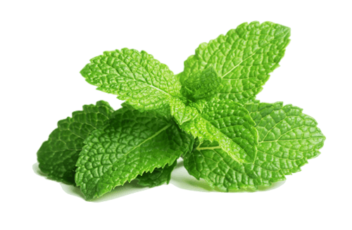 wangi mint segar via healthplus.vn