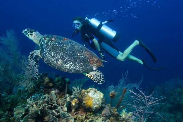 diving sertifikat Bahkan yang Hobi Sebenarnya Sertifikasi Punya 5 Resmi,