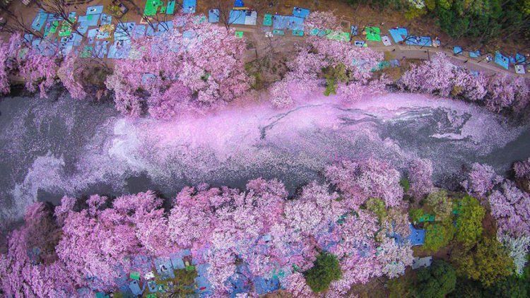 12 Foto Ini Menunjukkan Betapa Menawannya Bunga Sakura di Jepang Sana. Kapan Kamu Ajak Dia?