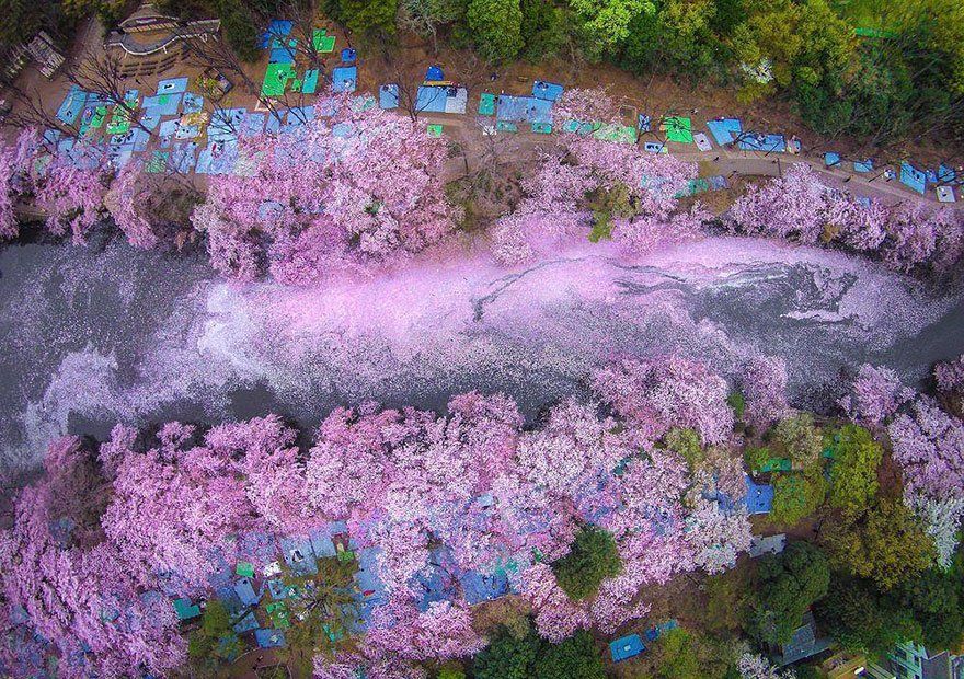 12 Foto Ini Menunjukkan Betapa Menawannya Bunga Sakura di Jepang Sana. Kapan Kamu Ajak Dia?