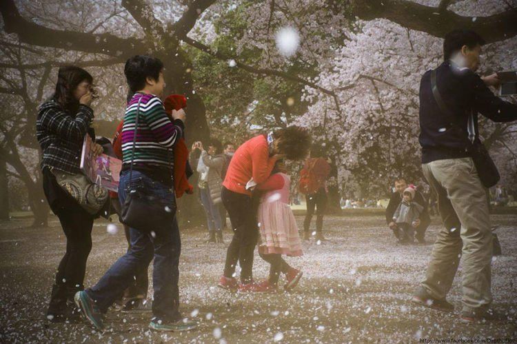 sakura dan salju yang turun barengan