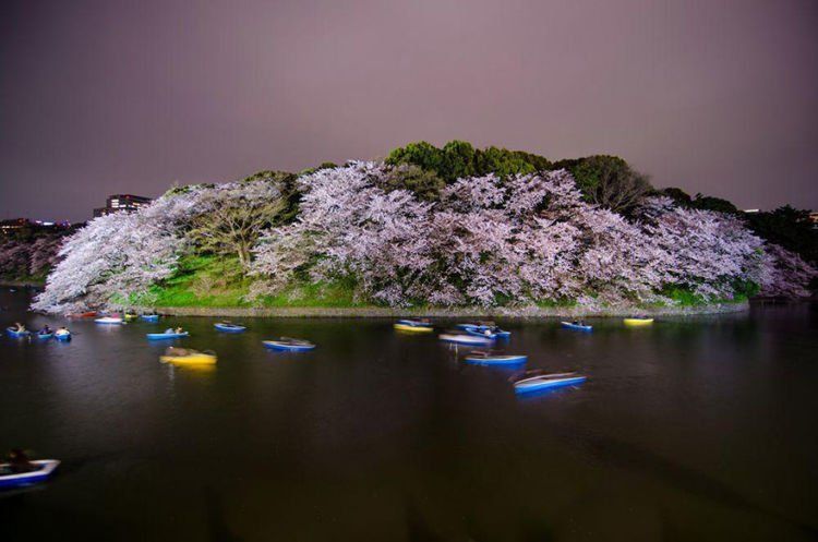 Chidorigafuchi ini terbuat dari apa ya? atau sakura yang terbuat dari apa? ahhhh