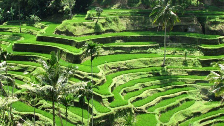 Panorama Ubud yang Menawan